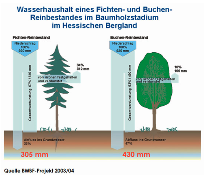 Wasserhaushalt eines Fichten.- und Buchen-Reinbestandes im Baumholzstadium im Hessischen Bergland
